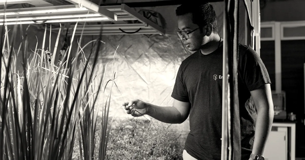 A man in glasses and a dark green shirt inspecting tall green plants growing in an indoor facility.