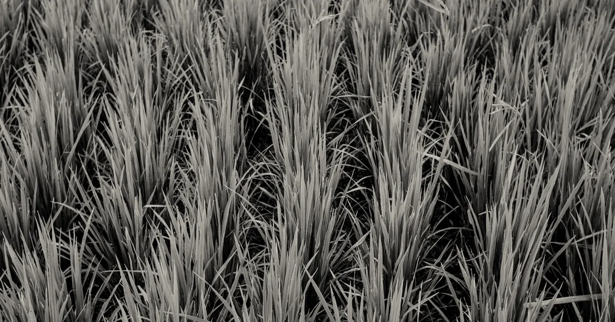 Lush rows of green rice plants growing in a vibrant field, showcasing agriculture at its finest.