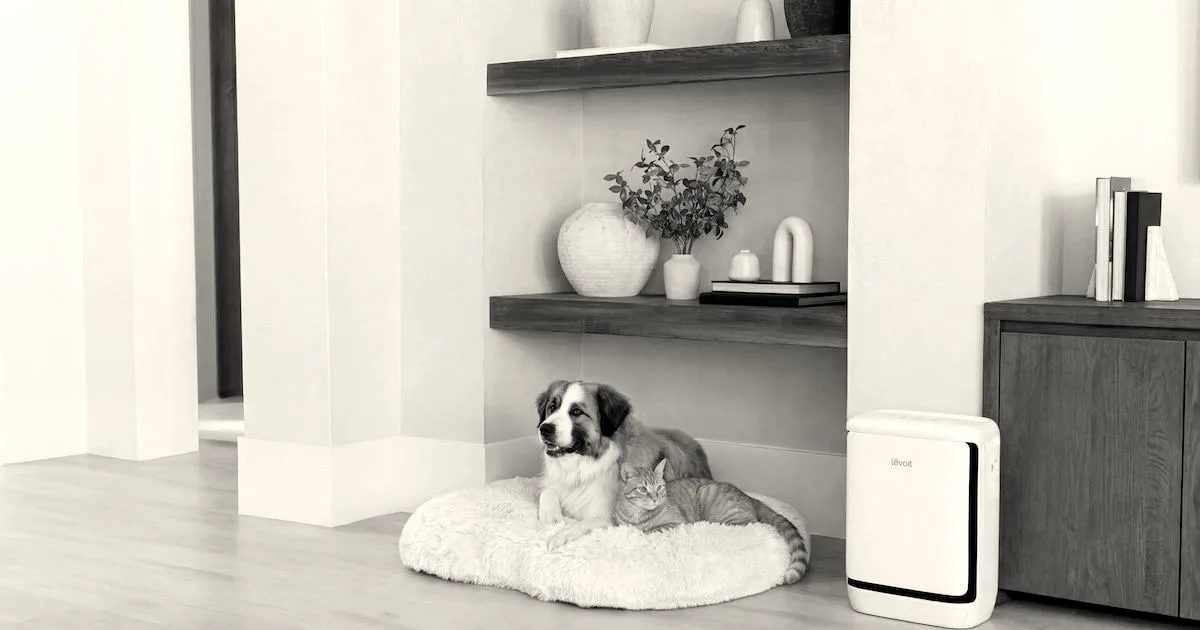 A dog and cat resting on a pet bed next to a white Levoit air purifier in a modern living room