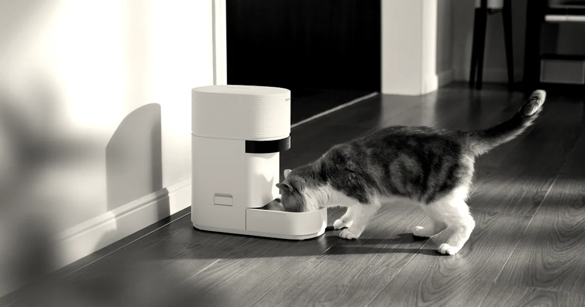 An orange and white cat eats from a white Petlibro automatic feeder on a wooden floor.