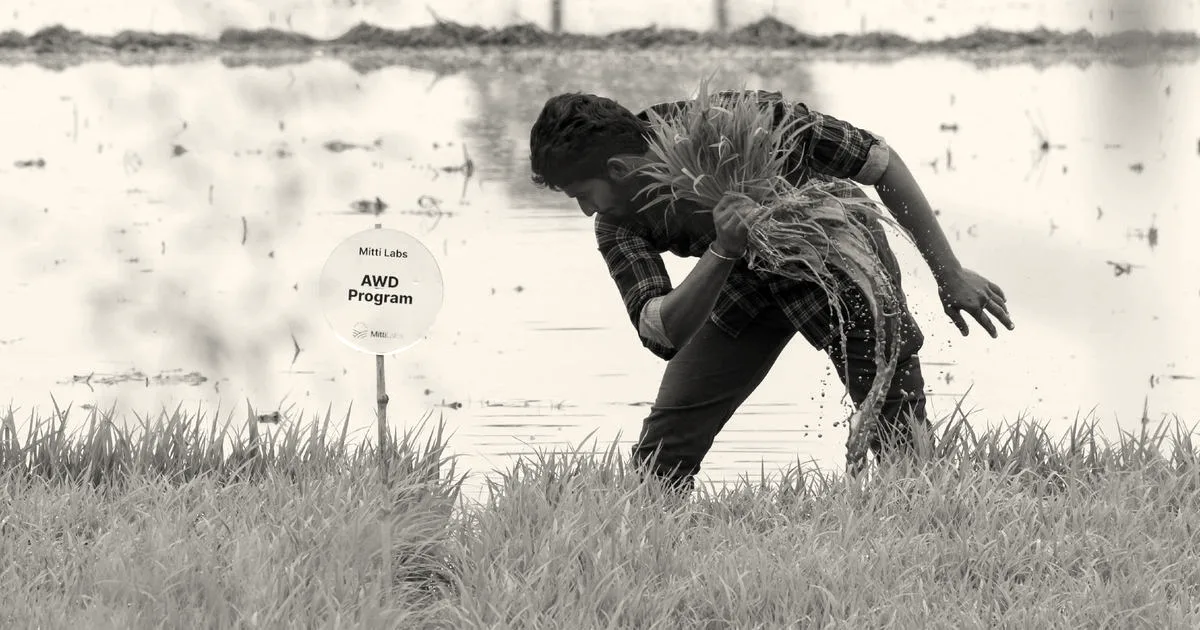 A farmer working in a green rice paddy next to an AWD Program sign by Mitti Labs